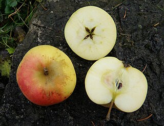 Golden Reinette Apple cultivar