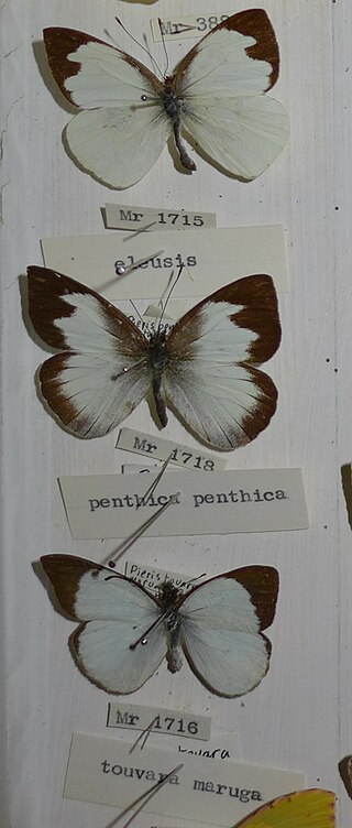 <i>Leptophobia penthica</i> Species of butterfly