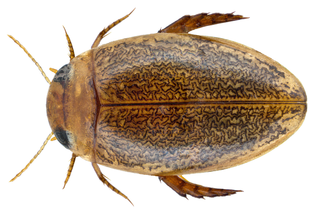 <i>Laccophilus flexuosus</i> Species of beetle