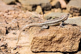 Microlophus bivittatus