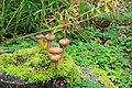 de: Pilz auf den Lahnbergen, Hessen, Deutschland