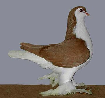 Lahore (pigeon)