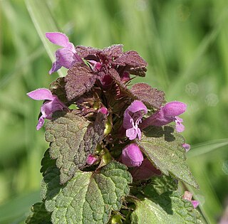 <i>Lamium purpureum</i> species of plant