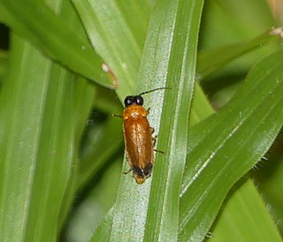 <i>Abscondita</i> Genus of beetles