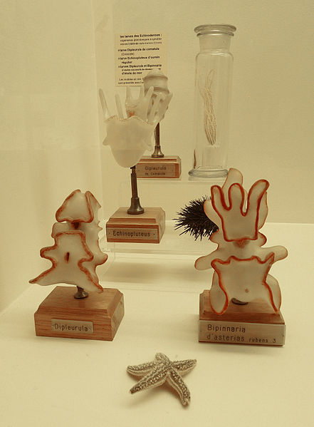 File:Larves d'Echinodermes-Musée zoologique de Strasbourg.jpg