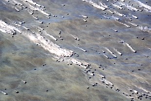 Photo of steaming rocks floating on discoloured water