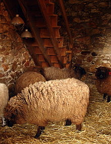 Fotografía en color de un redil que alberga ovejas de vellón blanco pero con cabeza y patas de color negro o quemado.