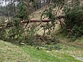 * Nomination Collapsed pine tree in the dry valley above the Leinleiterquelle --Ermell 07:34, 18 July 2020 (UTC) * Promotion I believe that a pine tree related category would be required --Poco a poco 07:52, 18 July 2020 (UTC) Done Of course. Thanks for the review.--Ermell 08:07, 18 July 2020 (UTC)  Support Good quality. --Poco a poco 08:46, 18 July 2020 (UTC)
