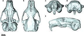 Leithia melitensis skull.jpg