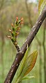 Leitneria floridana (Florida Corkwood) (34601392225).jpg