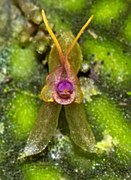 Lepanthes tortuosa