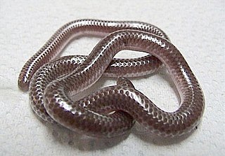 <i>Rena dulcis</i> Species of snake