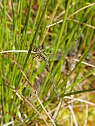 Lestes Lahemaa 01.jpg