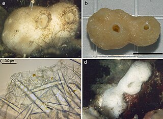 <i>Leucandra</i> (sponge) Genus of sponges