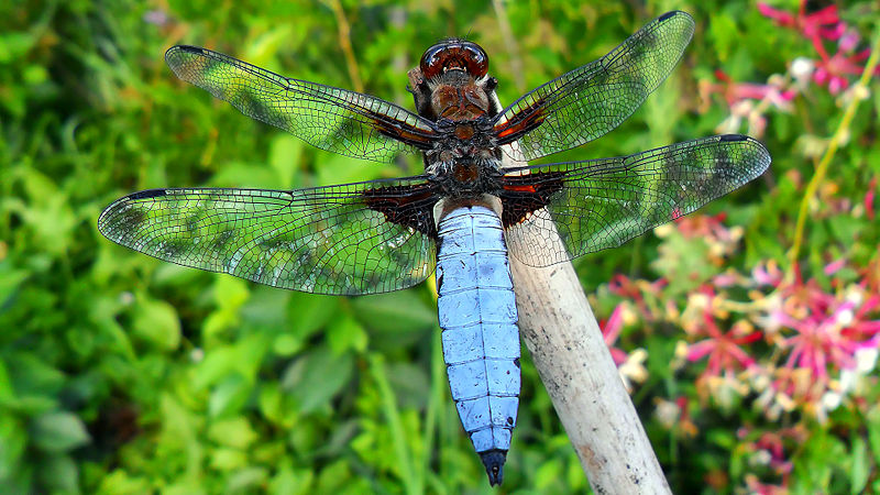 File:Libellula depressa male.jpg