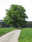 Naturdenkmal 2 Linden (Brilon-Scharfenberg)