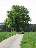 ND 2 linden trees near Scharfenberg