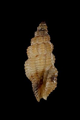 Lienardia acrolineata