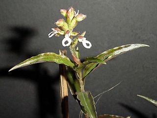 <i>Ligeophila</i> Genus of orchids