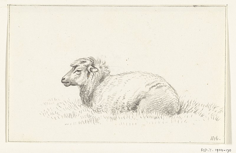 File:Liggend schaap, naar links, RP-T-1904-170.jpg