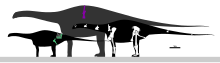 Size comparison. Limaysaurus Skeletal.svg