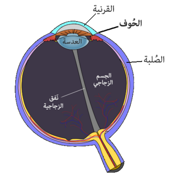 حوف القرنية (تشريح)