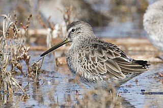 Short-billed dowitcher species of bird