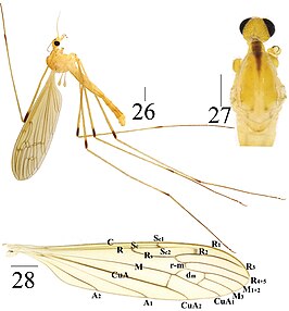 Limonia stigma