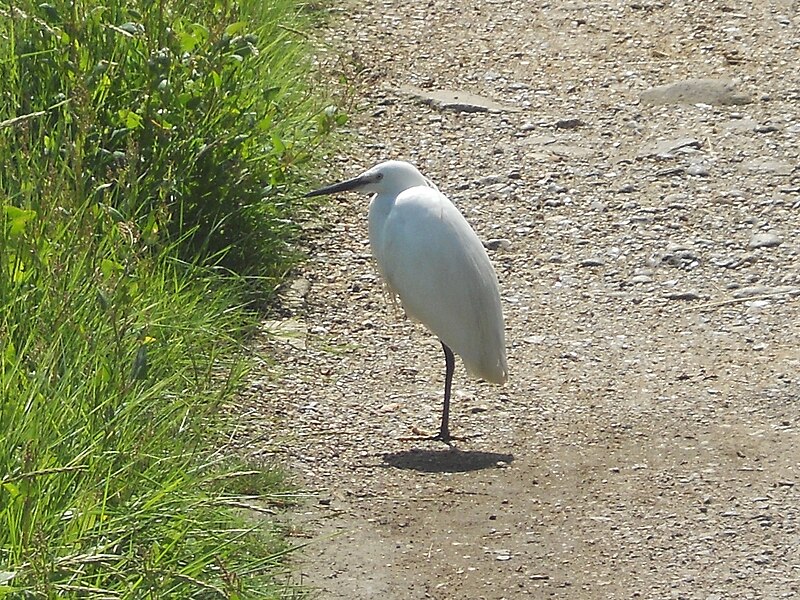 File:Little Egret, Medina Estuary, Isle of Wight, England.jpg