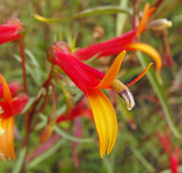 File:Lobelialaxiflora.jpg