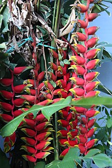 Lobster tirnoqlari flower.jpg