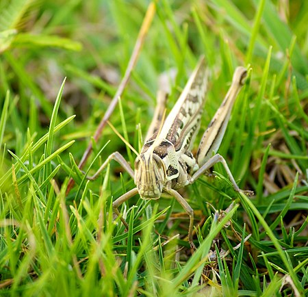 Tập_tin:Locusts_-_Pappliaman_Malai.jpg