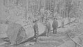 Loggers at Simpson's logging camp, Washington, probably between 1895 and 1900 (INDOCC 1945).jpg