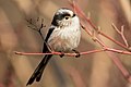 Long-tailed tit Gennevilliers 01.jpg