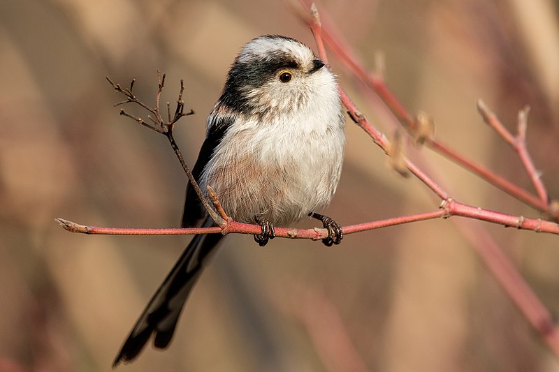 File:Long-tailed tit Gennevilliers 01.jpg