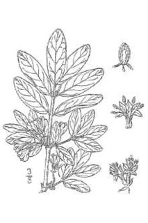 <i>Lonicera villosa</i> species of plant