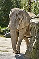 Loxodonta africana, Duisburg - 0783.jpg