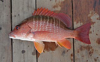 <span class="mw-page-title-main">Gorean snapper</span> Species of fish