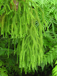 Lycopodium squarrosum.png