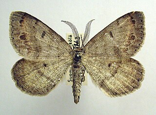 <i>Macaria loricaria</i>