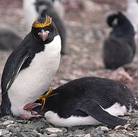 A nesting pair at the Hannah Point, Livingston Island Macaroni Penguins (js).jpg