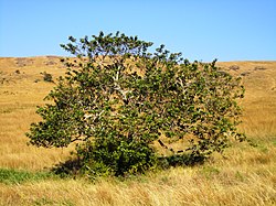 Arabiannapamarja (Maesa lanceolata)