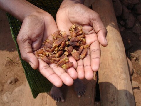 Mahua seeds, a forest product, are a rich oil source, used for skin care, to make soap, veggie butter and fuel oil.