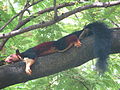 Malabar giant squirrel Ratufa indica 1.JPG