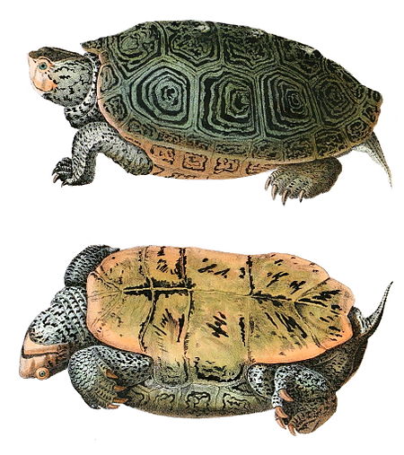 Malaclemys_terrapin