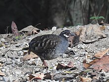 Malaysia Partridge (Arborophila campbelli).jpg