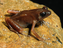 Siamophryne troglodytes.png еркегі