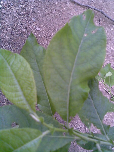 File:Malpighiales - Salix cinerea 7 - 2011.06.05.jpg