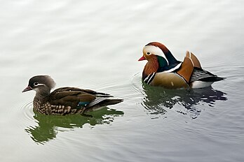 Couple de canards mandarins (Aix galericulata). La femelle est à gauche, le mâle à droite. (définition réelle 1 920 × 1 280)