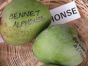 Mango BennetAlphonso Asit fs.jpg